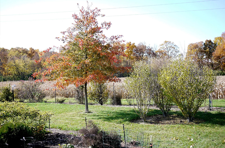 舒瑪德·奧克.jpg 舒瑪德·奧克