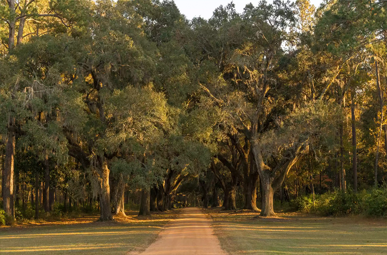 南部紅橡木/西班牙橡木.jpg 南部紅橡木/西班牙橡木