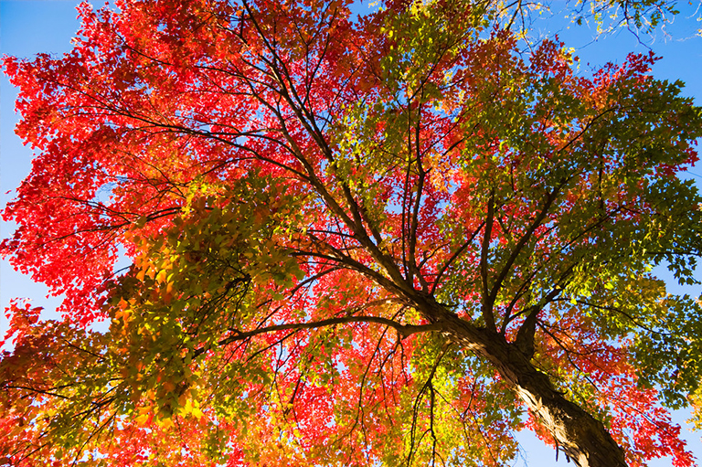 樹(shù)枝.jpg 樹(shù)枝