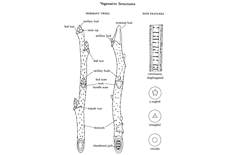 樹(shù)枝.jpg 樹(shù)枝