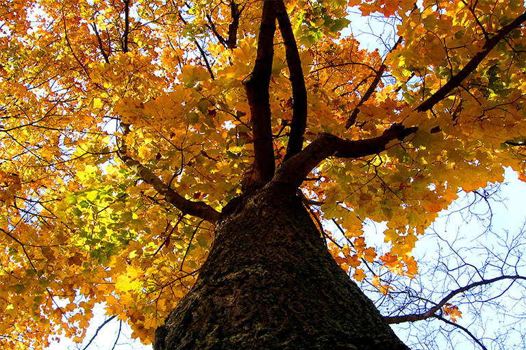 樹(shù)枝.jpg 樹(shù)枝