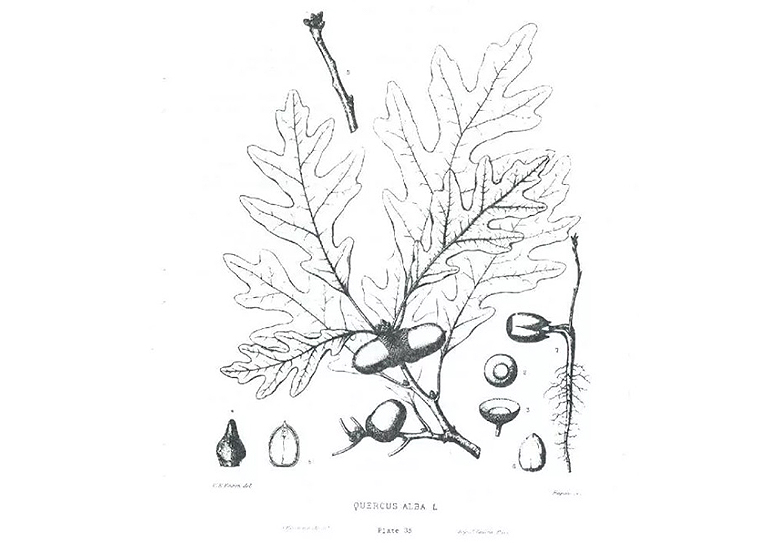 白橡樹.jpg 白橡樹