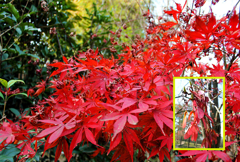 紅楓樹(shù)種子