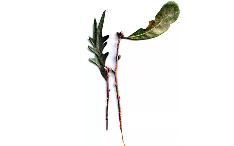 持久性橡樹(shù)枝
