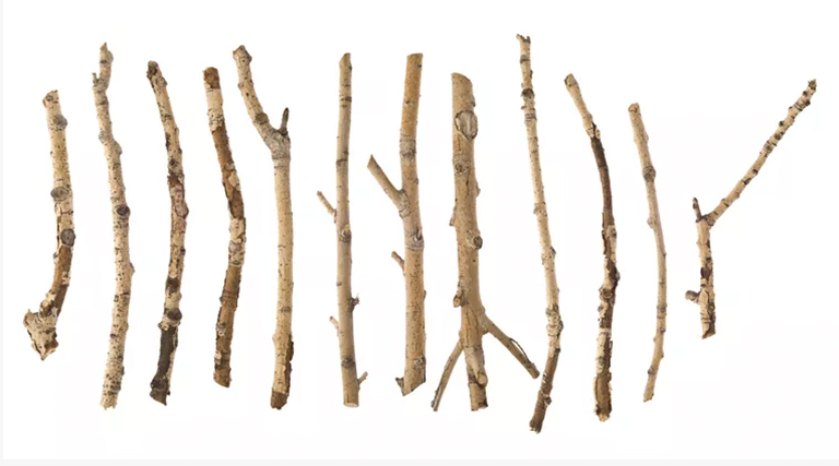 冬季樹木.jpg 冬季樹木