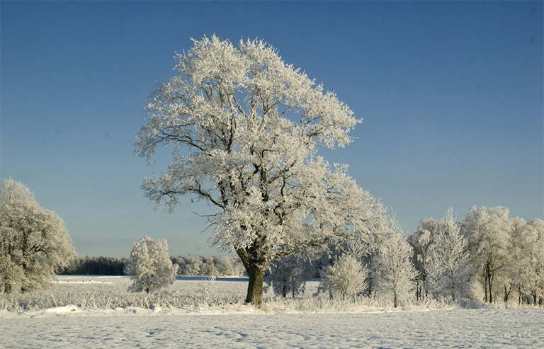 冬季樹木.jpg 冬季樹木