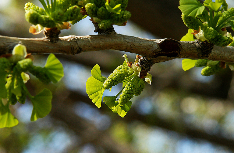 男性銀杏.jpg 男性銀杏
