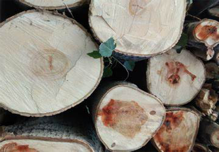 樹木橫截面.jpg 樹木橫截面