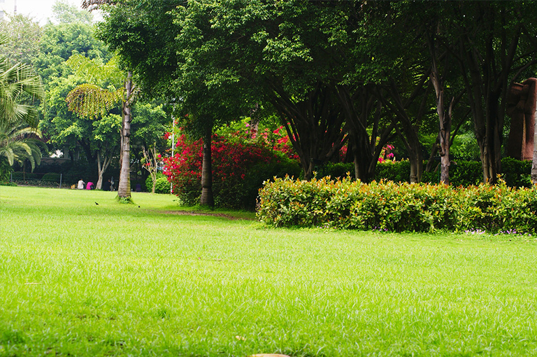 景觀樹.jpg 景觀樹