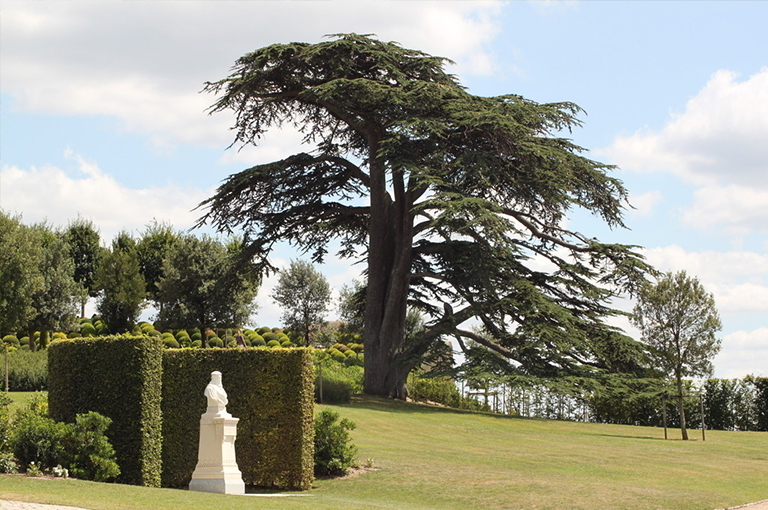 景觀樹.jpg 景觀樹