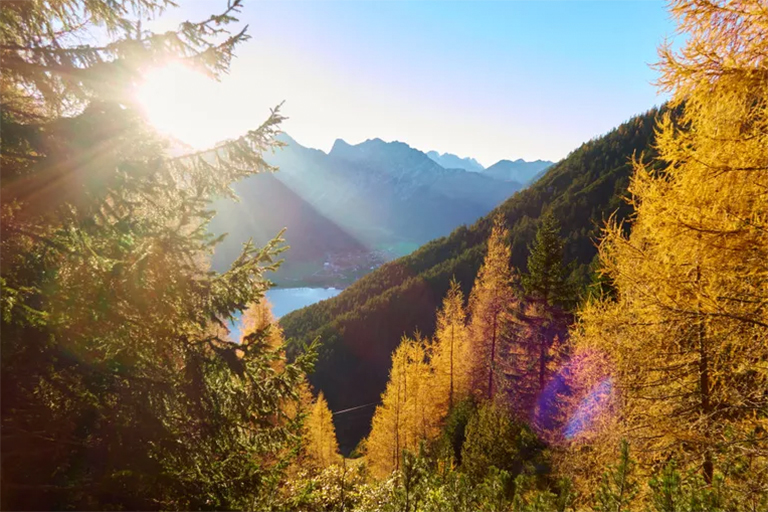 硬木樹.jpg 硬木樹