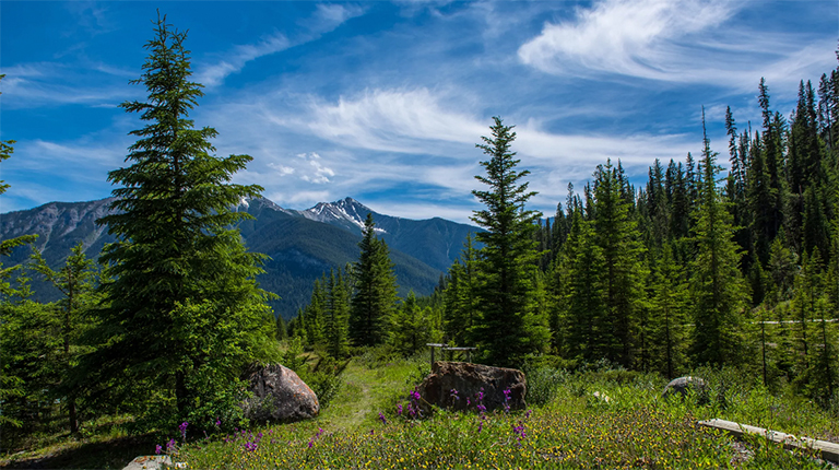 硬木樹.jpg 硬木樹