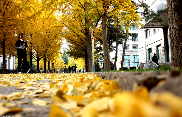 樹葉脫落和衰老.jpg 樹葉脫落和衰老