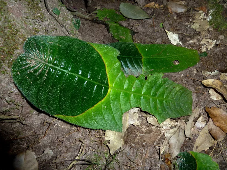 樹葉脫落和衰老.jpg 樹葉脫落和衰老