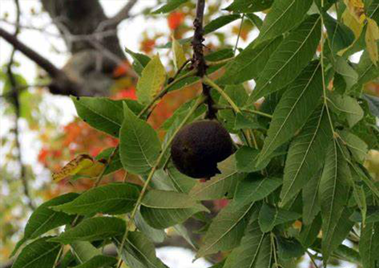 核桃.jpg 核桃樹