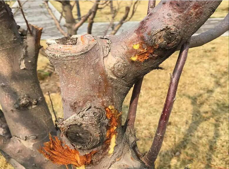 樹木病害.jpg 樹木病害