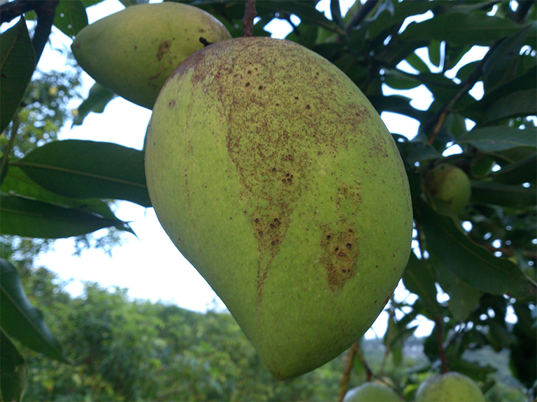 樹木病害.jpg 樹木病害