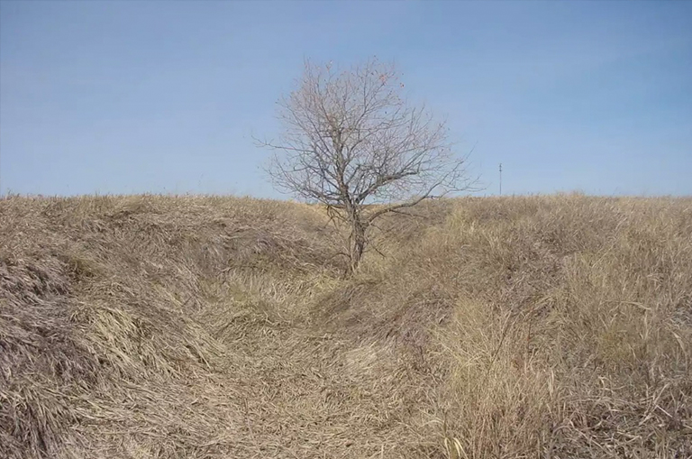 早春樹仍處于休眠狀態.jpg 早春樹仍處于休眠狀態