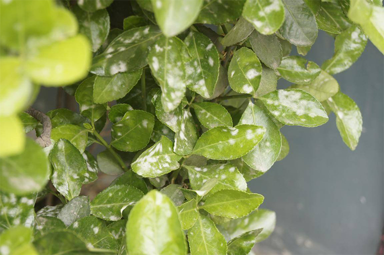 白粉病.jpg 白粉病