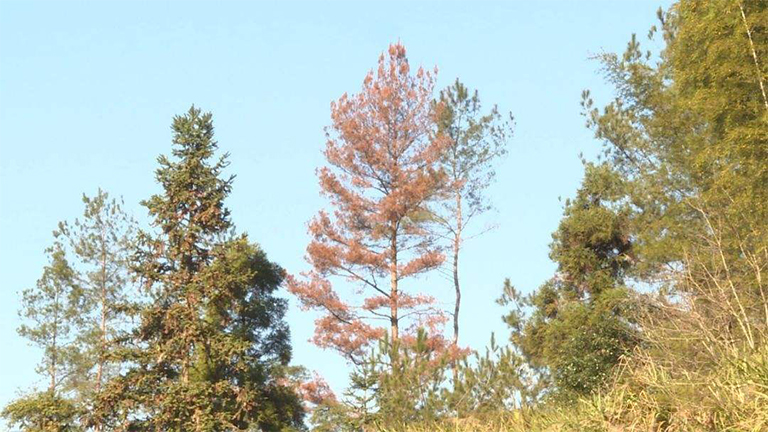 生病的針葉樹.jpg 生病的針葉樹