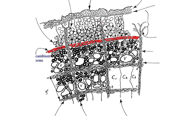 樹岡比亞.jpg 樹岡比亞
