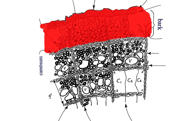 一棵樹的內(nèi)樹皮.jpg 一棵樹的內(nèi)樹皮