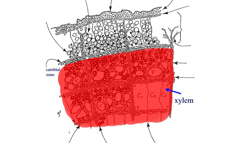 木質部養(yǎng)分傳輸系統(tǒng).jpg 木質部養(yǎng)分傳輸系統(tǒng)