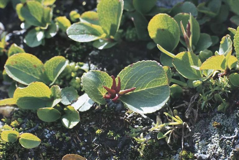 世界上小的樹種.jpg 世界上小的樹種