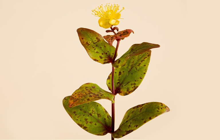 葉燒焦樹病.jpg 葉燒焦樹病