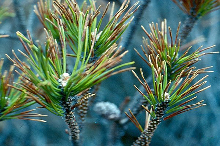 針葉枯病.jpg 針葉枯病