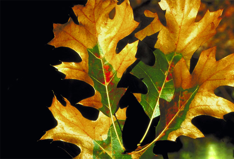 硬木樹病.jpg 硬木樹病