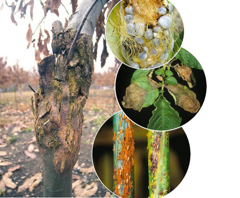 硬木樹病.jpg 硬木樹病