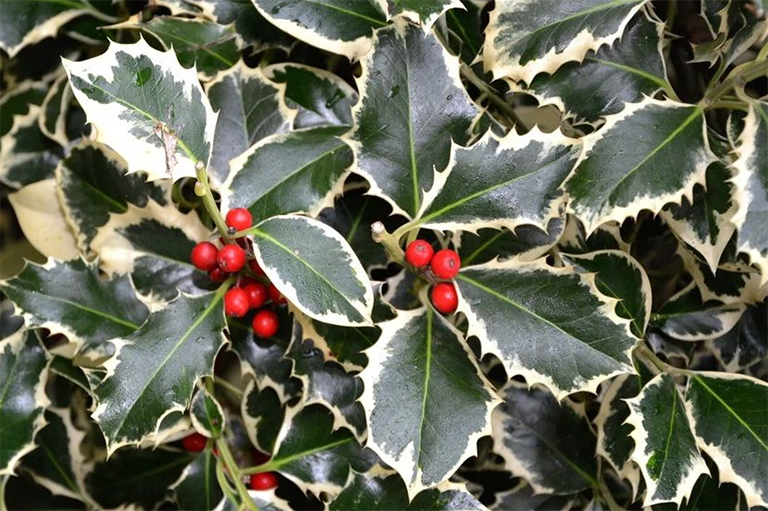 冬青樹.jpg 冬青樹