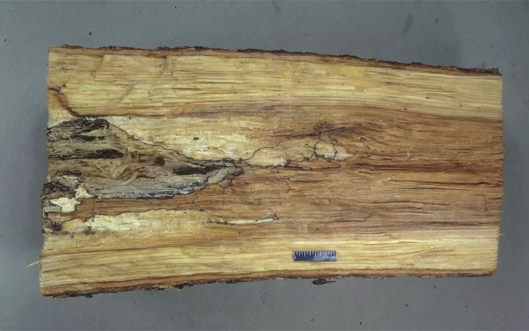 根腐病.jpg 根腐病