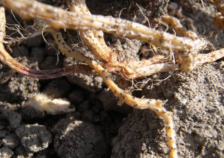 根腐病.jpg 根腐病