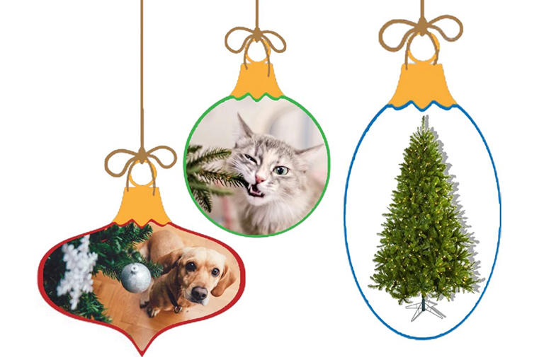 圣誕樹.jpg 圣誕樹