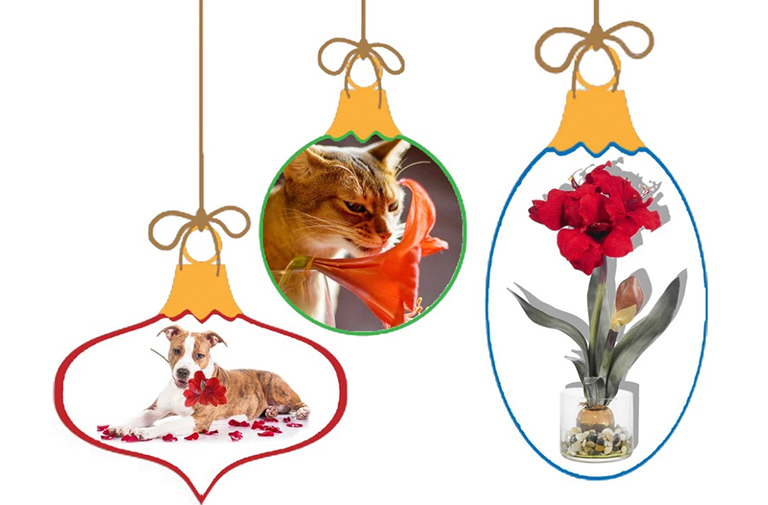 孤挺花.jpg 孤挺花