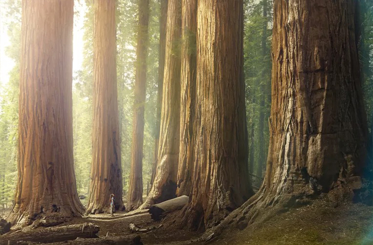 估計(jì)林木的年齡.jpg 估計(jì)林木的年齡