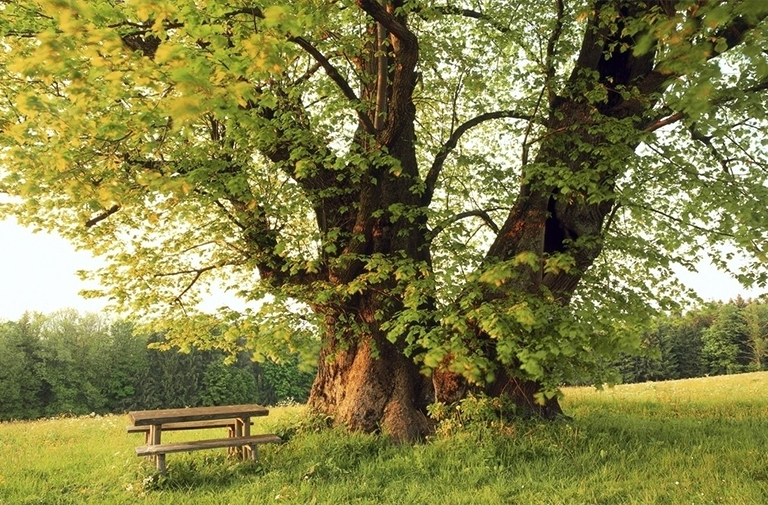 估計(jì)林木的年齡.jpg 估計(jì)林木的年齡