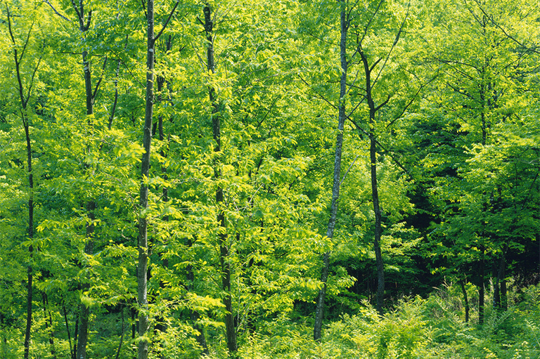 樹木施肥.jpg 樹木施肥