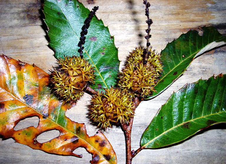 chinkapin樹.jpg chinkapin樹