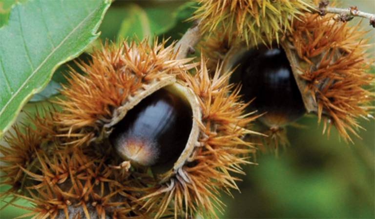 chinkapin樹.jpg chinkapin樹