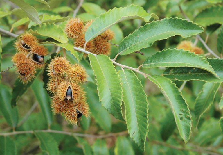 chinkapin樹.jpg chinkapin樹