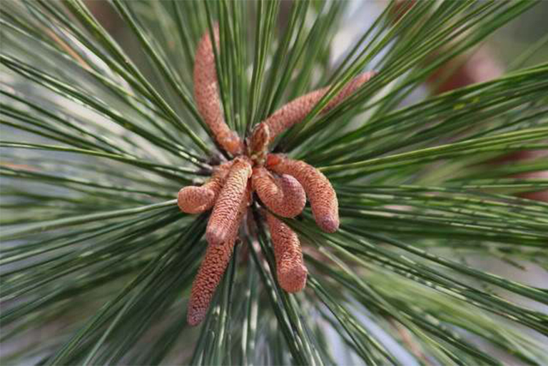 濕地松.jpg 濕地松