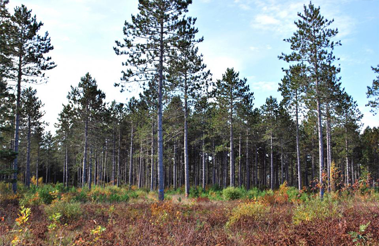 樹木均勻采伐方法.jpg 樹木均勻采伐方法