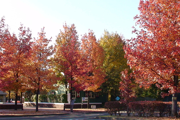 日本楓木.jpg 日本楓木