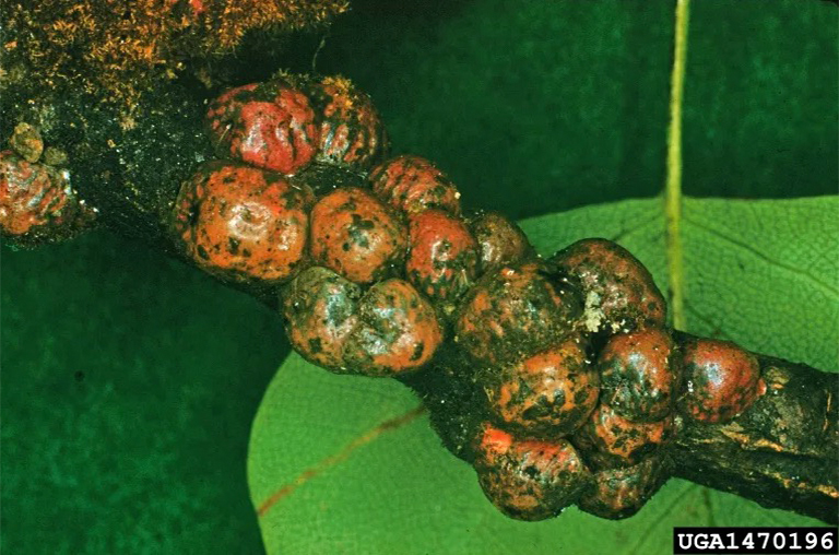 規模的昆蟲感染植物.jpg 規模的昆蟲感染植物