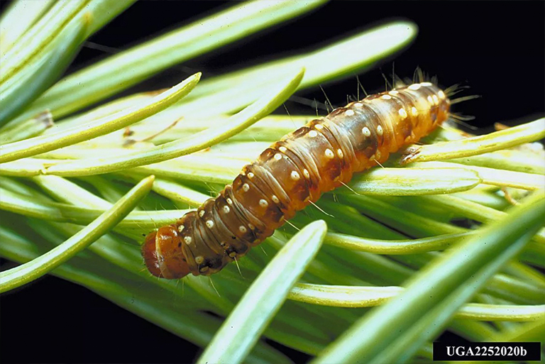 云杉芽蟲.jpg 云杉芽蟲