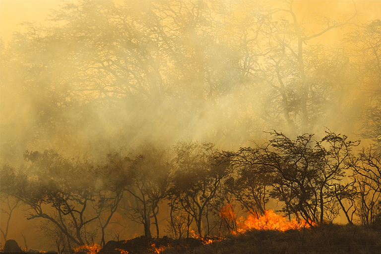 樹木野火.jpg 樹木野火