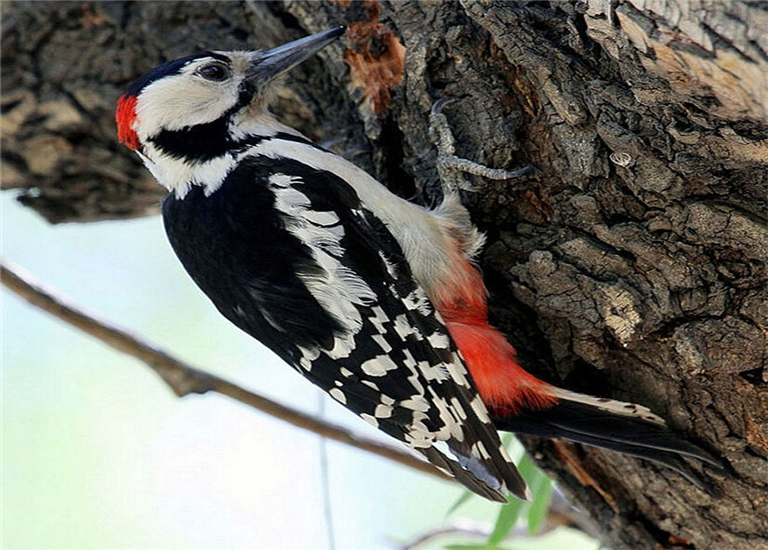 啄木鳥(niǎo).jpg 啄木鳥(niǎo)